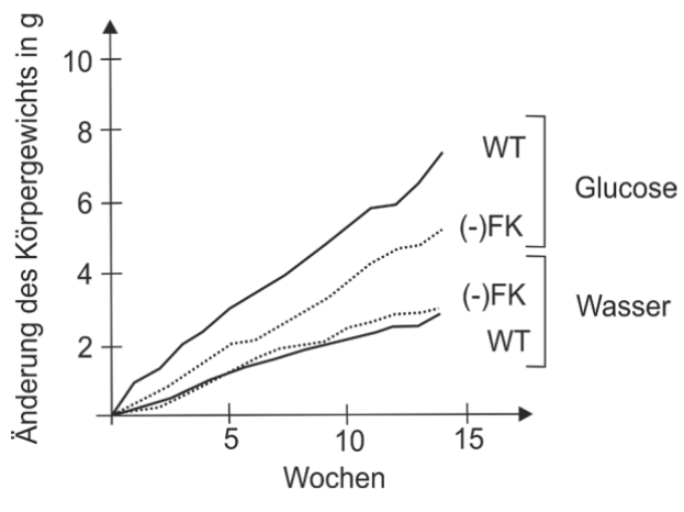 Diagramm: Gewichtszunahme (g) über 16 Wochen, Linien für WT und (-)FK unter Glucose und Wasser.